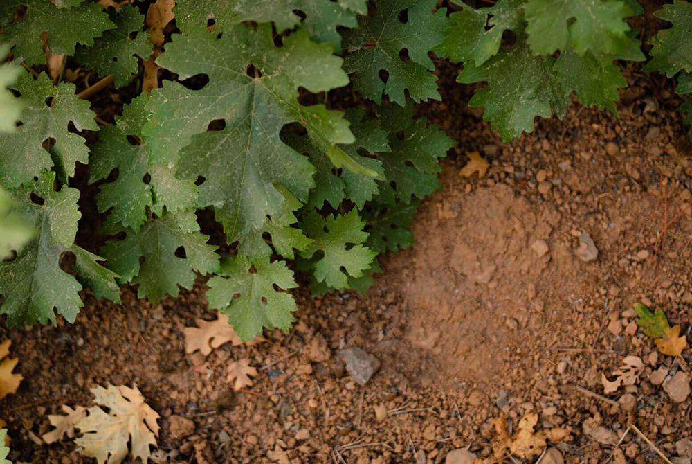 Red soil and vines at Diamond Creek