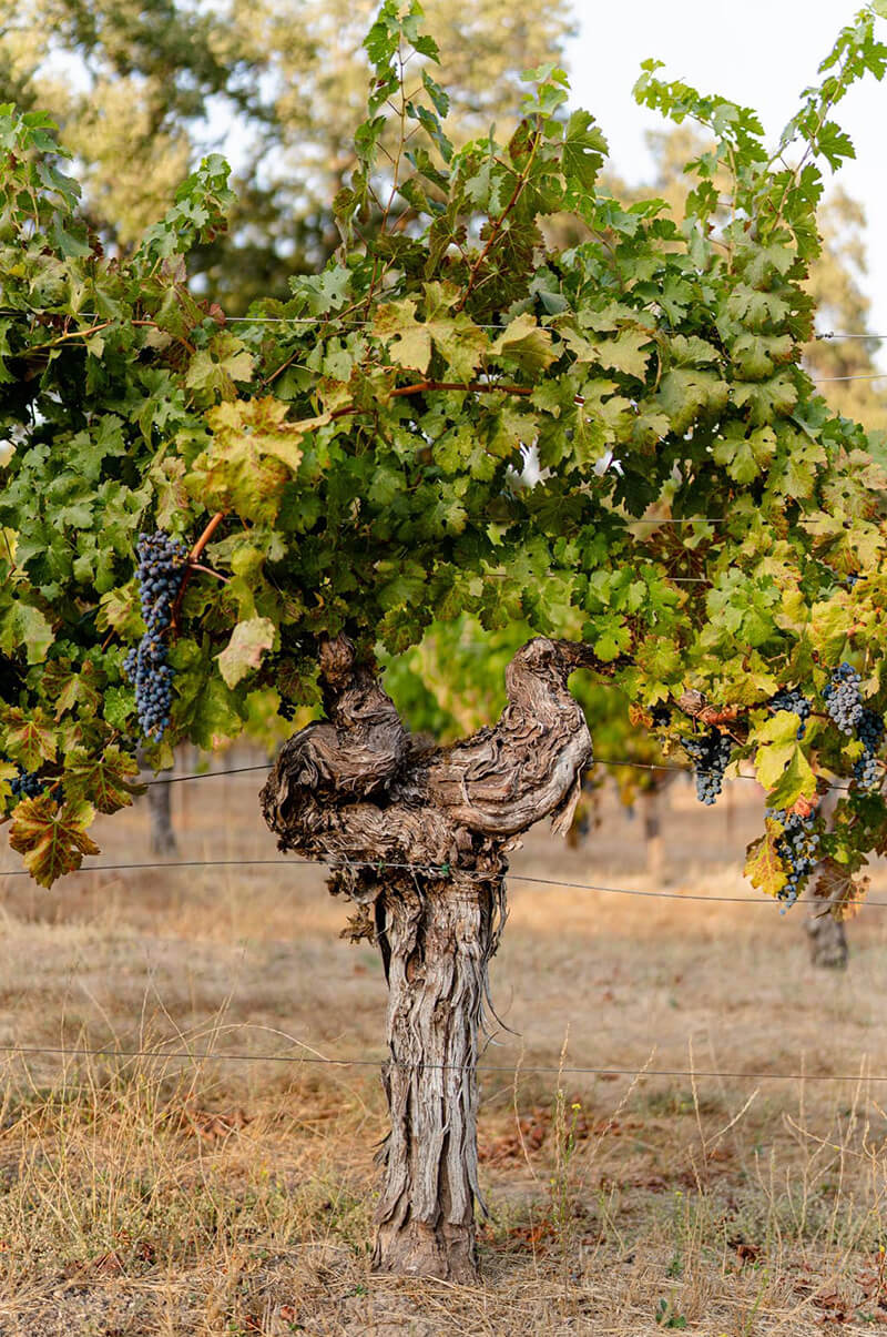 A Cabernet Sauvignon Estate